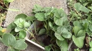 Новый способ посадки клубники в трубе.