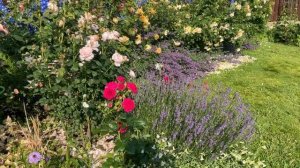 Боскобель, Квин оф Швиден. ?Обзор роз и сада.