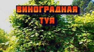 Туя заросшая виноградом изабелла