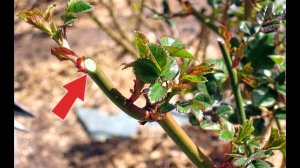 Обрежьте розы в августе сентябре именно так! Как обрезать розы после цветения?