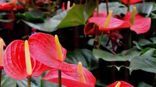 Глюкоза для цветов как удобрение. Зачем растениям сахар?