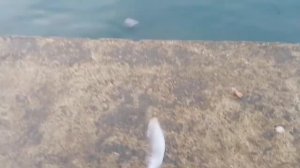 Рыбалка на Чёрном море с волнореза