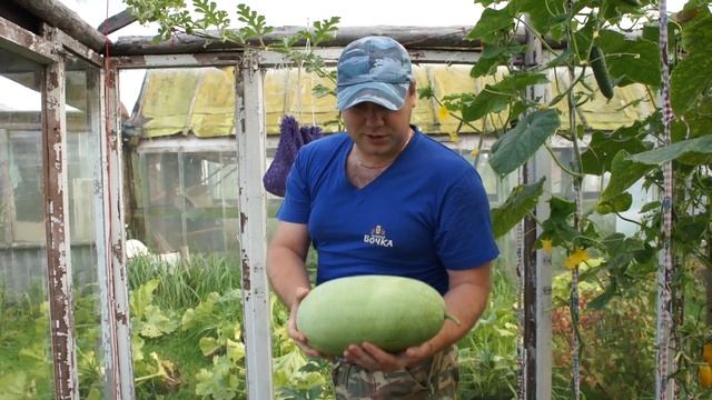 Арбуз привитый на тыкву,дегустация 2019г. смотреть онлайн