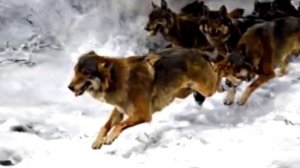 Стая волков окружила мальчика, что произошло дальше, невозможно выразить словами.