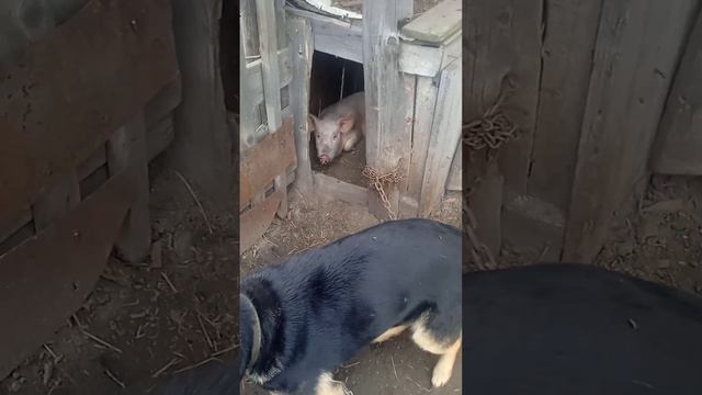 Пустила переночевать к
себе хряка #животные
