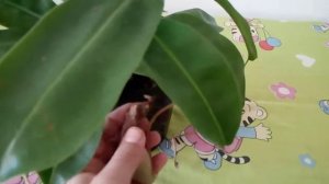 Непентес.хищное растения уход