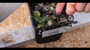 Открытие после зимовки укорененных черенков роз