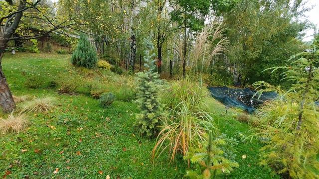 Дача, сад з хвойними рослинами, осінь 2020, ч.1 смотреть онлайн