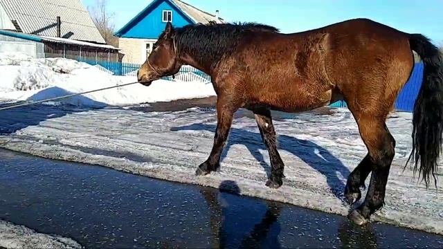 Русский тяжеловоз . Продажа.