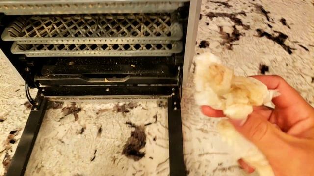 How to Home Grow Morel Mushrooms смотреть онлайн