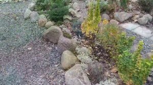 Прогулка по саду.Коллекция хвойных растений в каменистом саду.