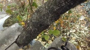 ЛЕЧЕНИЕ СТАРОЙ ЯБЛОНИ.  ДУПЛА В СТВОЛЕ.