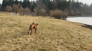 БОКСЁР, КУРЦХААР и ДЖЕК РАССЕЛ ТЕРЬЕР. В конце ДРАКА по традиции