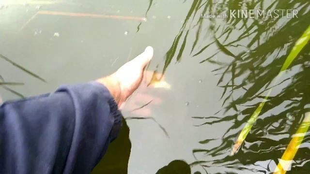 Голодный карась смотреть онлайн