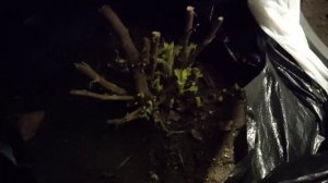 Хризантема мультифлора. Что происходит с мультифлорой в холодном погребе.