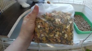 Декоративный кролик. Покупки для кролика.