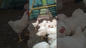 Бройлеры дерутся
