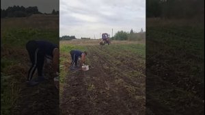 Копка картофеля самодельной картофелекопалкой