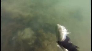 Александр Коганов Подводная Охота Евпатория