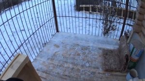 Утепленная будка для Алабая