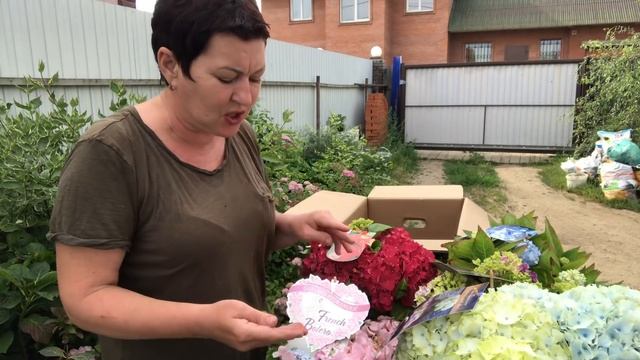 Прилетели самолётом коллекционные сорта гортензии. Ну хороши ❤️ смотреть онлайн