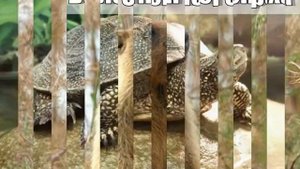 Редкие и исчезающие животные Пензенской Области