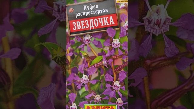 РЕДКИЙ ОДНОЛЕТНИК  ДЛЯ САДА - КУФЕЯ РАСПРОСТЕРТАЯ ЗВЕЗДОЧКА.