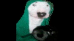 Белая собака в зелёном бьёт по сковородке как по барабану онлайн #shorts