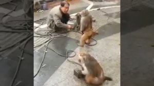 Мужик и обезьяны дерутся прикол смех ржач 😅😹😂🤣