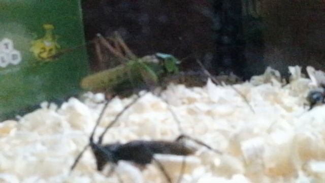 как саранча поёт