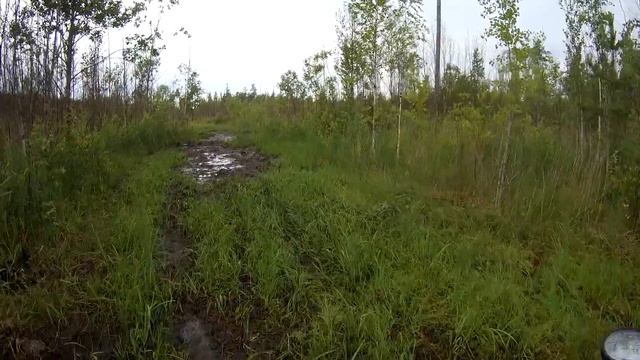 Мшинская - Селище - Болото у озера Вялье