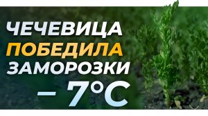 Чечевица выжила в -7°C и дала урожай!  Решение от фермера