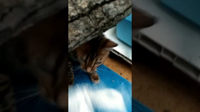 Бенгальский котёнок рычит.