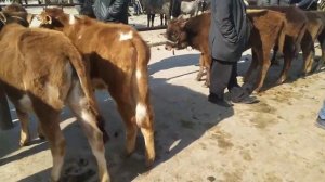 НАМАНГАН ВИЛОЯТ НАМАНГАН ТУМАН ТЕПАКУРГОН МОЛ БОЗОРИЮ.