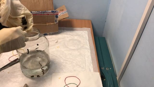 Пришла посылка с пиявками?! Что с ней делать дальше?