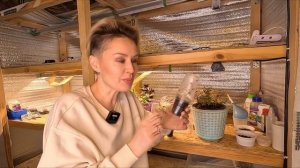 МЮЛЕНБЕКИЯ.УСПЕШНОЕ ЧЕРЕНКОВАНИЕ МЮЛЕНБЕКИИ.