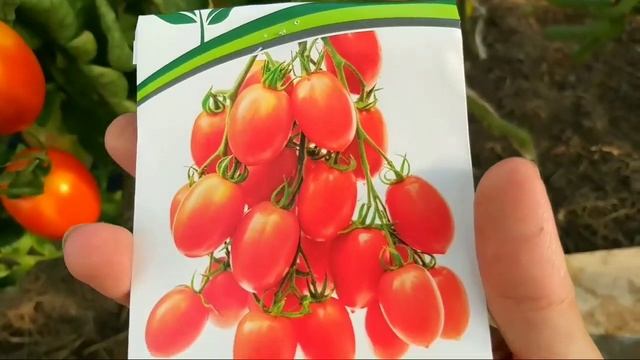 ?Томаты от фирмы 