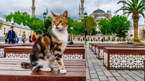 Хадис кошки в Исламе предписание пророка Мухаммад #islam #хадис