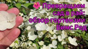 🔥 Забудьте про скучный сад! Эта гортензия сведёт вас с ума! 🌸 Вимс Ред: самая красивая гортензия