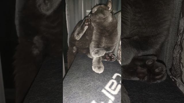 Большой котик умывается / КОШКИН ДОМ смотреть онлайн