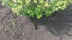 весенняя подкормка крыжовника и смородины