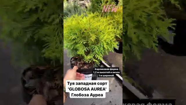Туя западная Globoza Aurea (Глобоза Ауреа) ч.1 смотреть онлайн