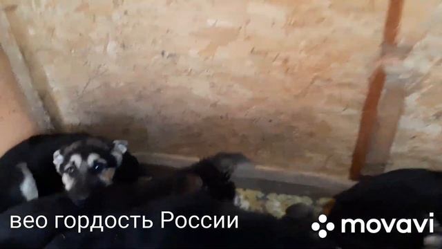 Восточно-Европейская овчарка щенки на продажу смотреть онлайн