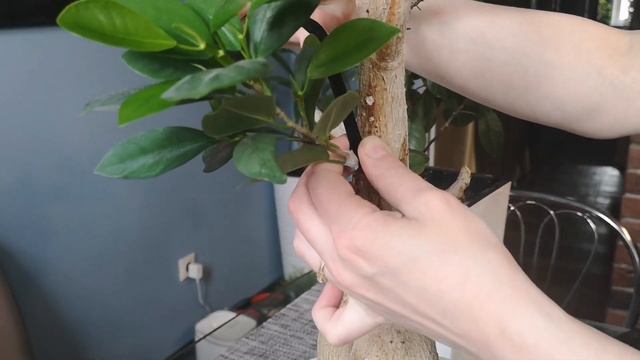 Прививка фикуса. Как привить фикус. Моклейм на основание фикуса Генсенг микрокарпа. 28.04.2023 смотреть онлайн