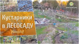 Кустарники в Лесосаду (Канада)