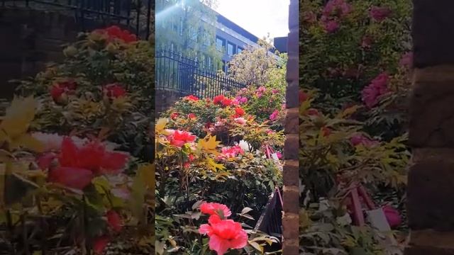 #londonvlog The tree peony in London/в Лондоне уже пионы цветут #shorts