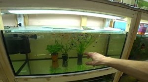 Как, когда и сколько менять воды в аквариуме