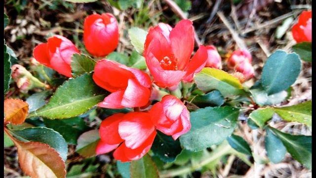 М  Цветаева 4. Имя ребёнка  - Лев...  Анна Ахматова    #поэтысеребряноговека