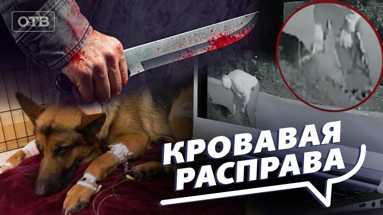 Мужчина зарезал свою собаку. Питомец умер в мучениях истекая кровью. Все говорят об этом