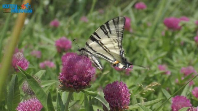 Гора Волчья. Волчьи ворота. Сенгилеевская котловина. Искатели приключений. Ставрополь смотреть онлайн